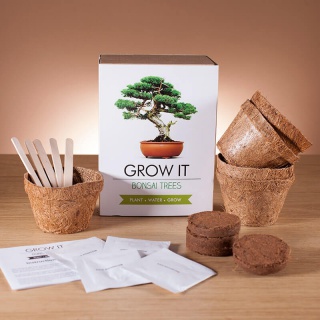 Grow it! - Creste Bonsai
