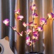 Ramuri strălucitoare de orhidee
