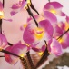 Ramuri strălucitoare de orhidee