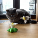 Jucărie pentru pisici – colibri zburător