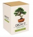 Grow it! - Creste Bonsai