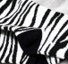 Șosete vesele - zebra